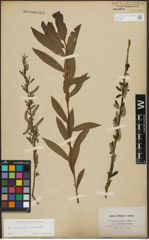 Foto von Salix purpurea L. x Salix viminalis L.